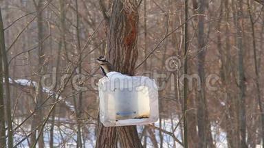 在公园里的一棵树上回收材料。 大型斑点啄木鸟，斛属主要，飞到食槽和